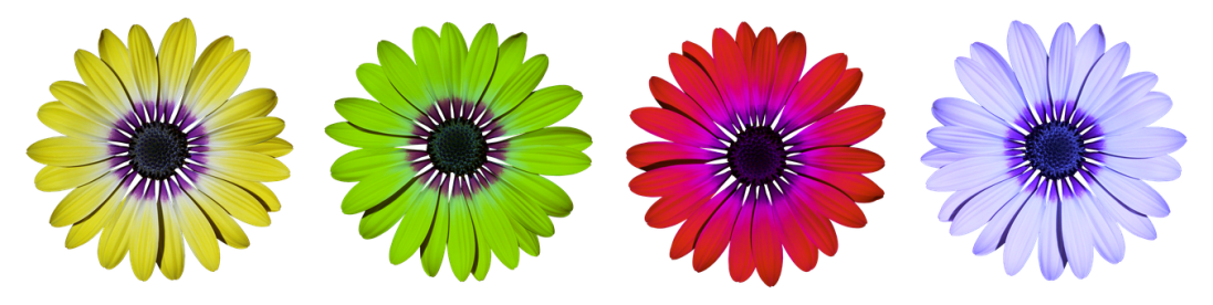 flower-2947858__340.png